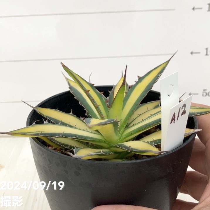 現品お届け】アガベ 4号 ホリダ 錦（斑入り）（A12）｜観葉01-D1