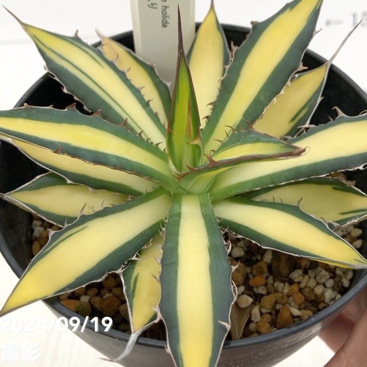 現品お届け】アガベ 4号 ホリダ 錦（斑入り）（A12）｜観葉01-D1