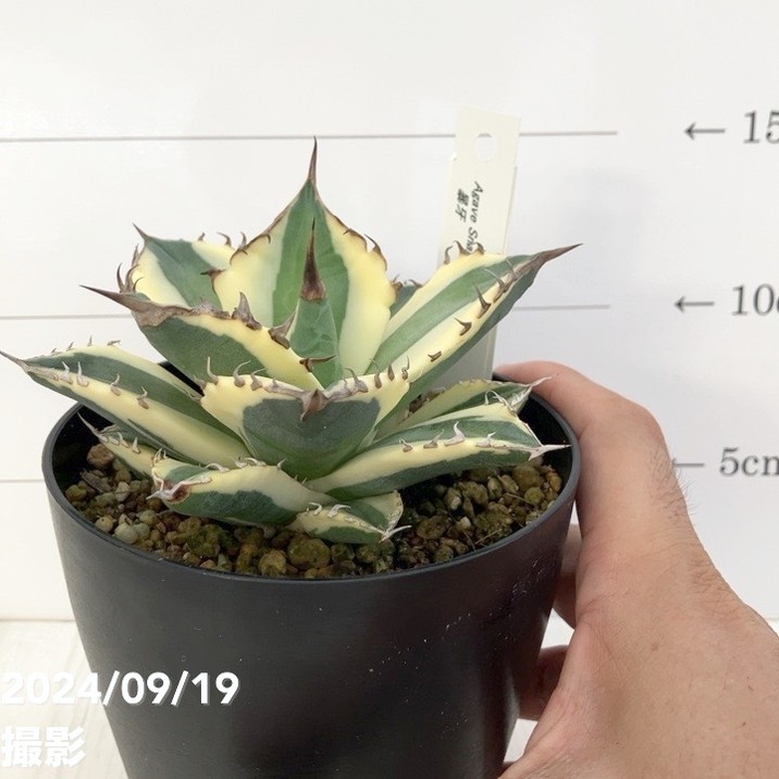 現品お届け】アガベ 4号 暴牙（A14）｜観葉01-D1 | 観葉・多肉,アガベ