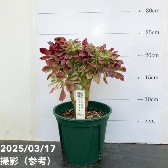 綴化アエオニウム ピンクウィッチ錦 4号｜観葉04-PA | □キーワード