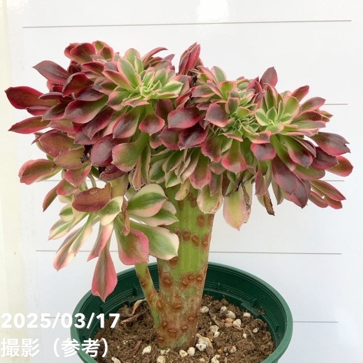 綴化アエオニウム ピンクウィッチ錦 4号｜観葉04-PA | □キーワード