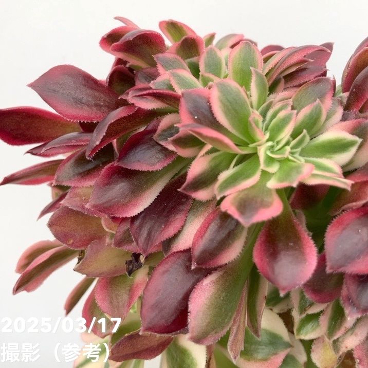 綴化アエオニウム ピンクウィッチ錦 4号｜観葉04-PA | □キーワード