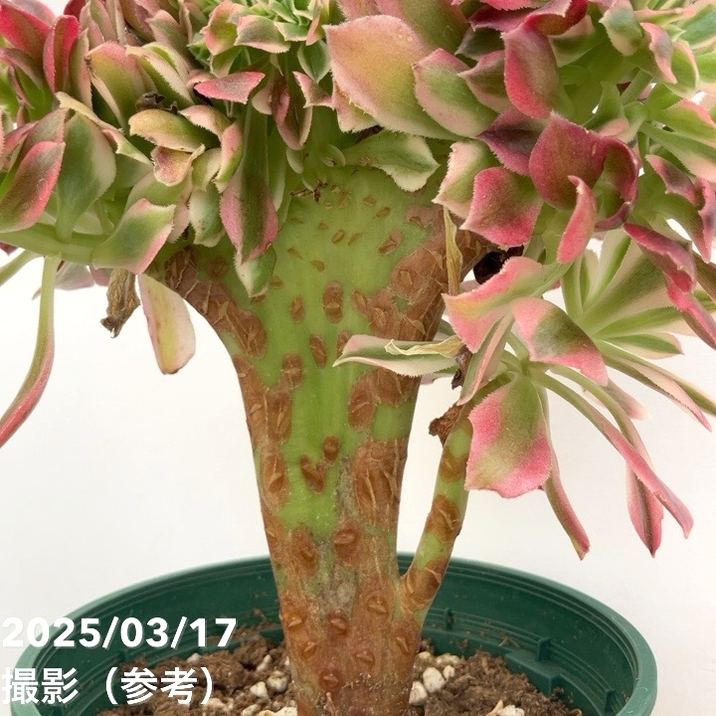 綴化アエオニウム ピンクウィッチ錦 4号｜観葉04-PA | □キーワード