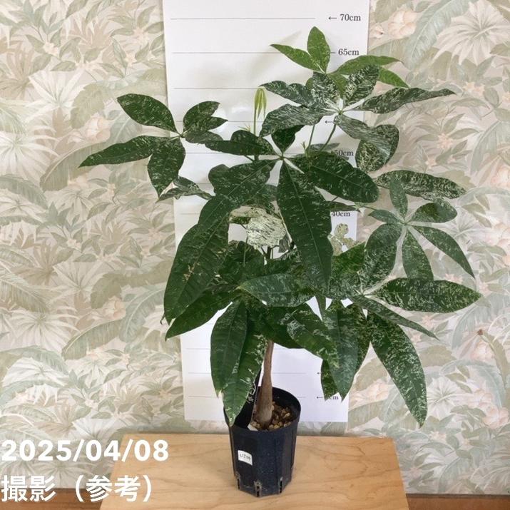 現品お届け】実生 斑入りパキラ Pachira glabra 'variegata'（Seedling