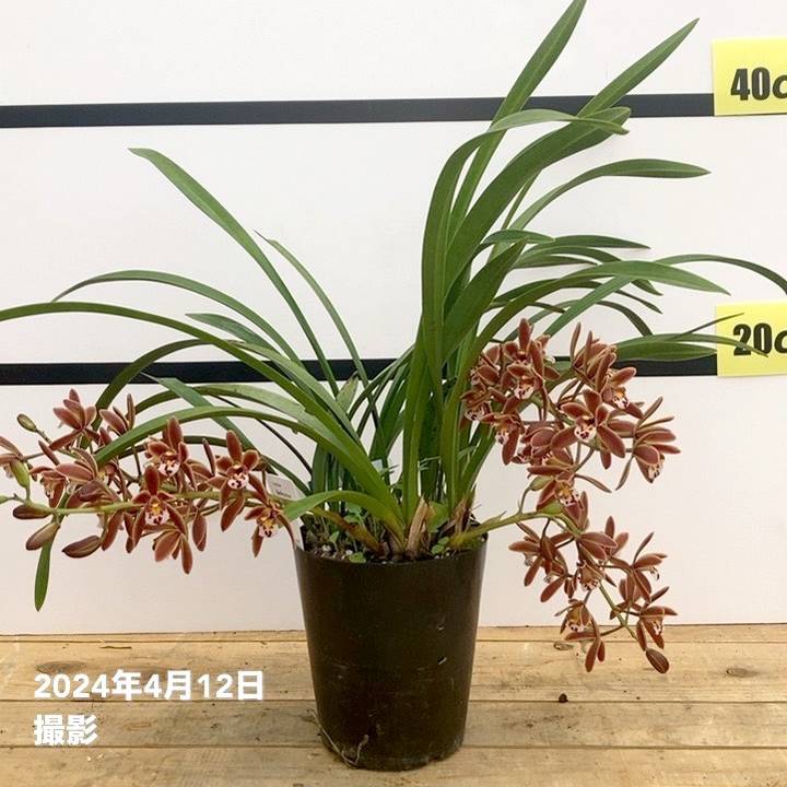 限定2鉢】＜まもなく開花～開花中 花芽5個＞キンリョウヘン 4号（原種