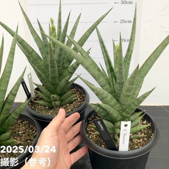 限定数量！期間限定】＜花芽付き3/24現在＞サンスベリア 5号