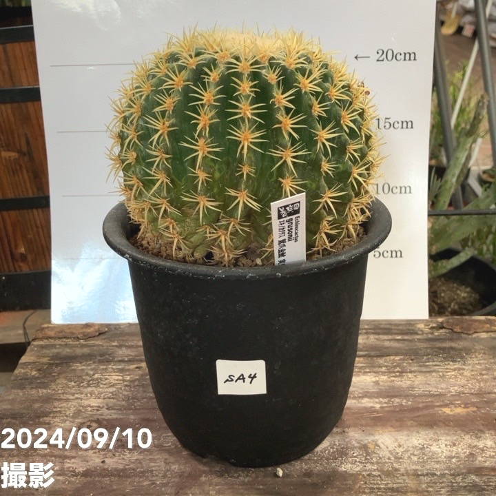 現品お届け】エキノカクタス 鷲爪金鯱 Echinocactus grusonii 実生 5号