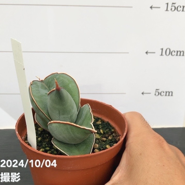 現品お届け】サンスベリア 3号 バナナ 生産鉢仕様（S89）｜観葉02-D2