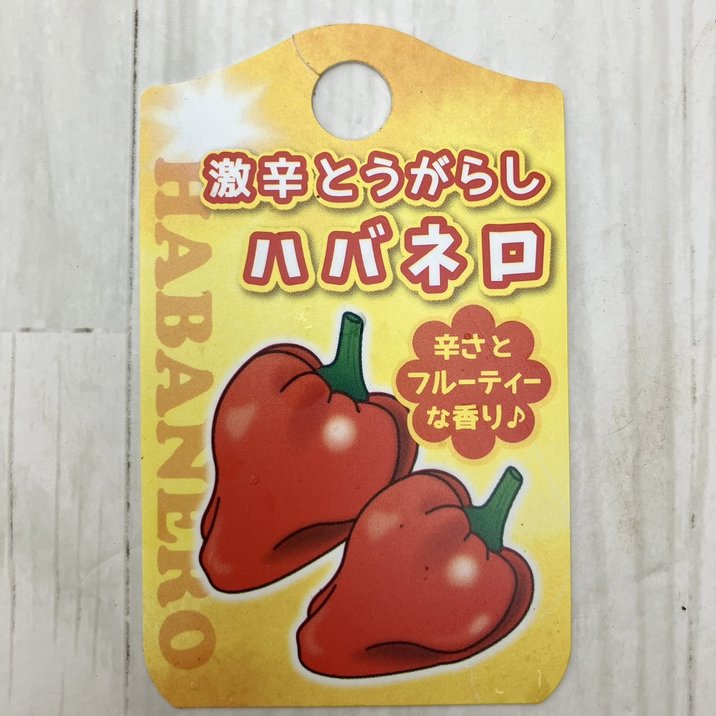 実付き＞激辛とうがらし ハバネロ 5号×2鉢セット｜草花10-TU