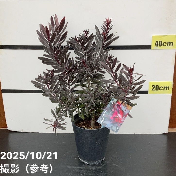 リューカデンドロン デュリフ 5号｜花木10-TU | 花木・庭木 | 赤塚