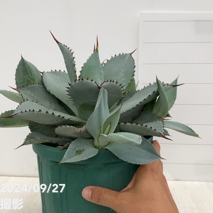 現品お届け】アガベ 7号 ブルーウェーブ Blue Wave（子株付き