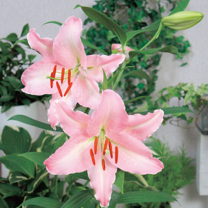 カサブランカ 球根 プーケット （ ピンクカサブランカ）1球