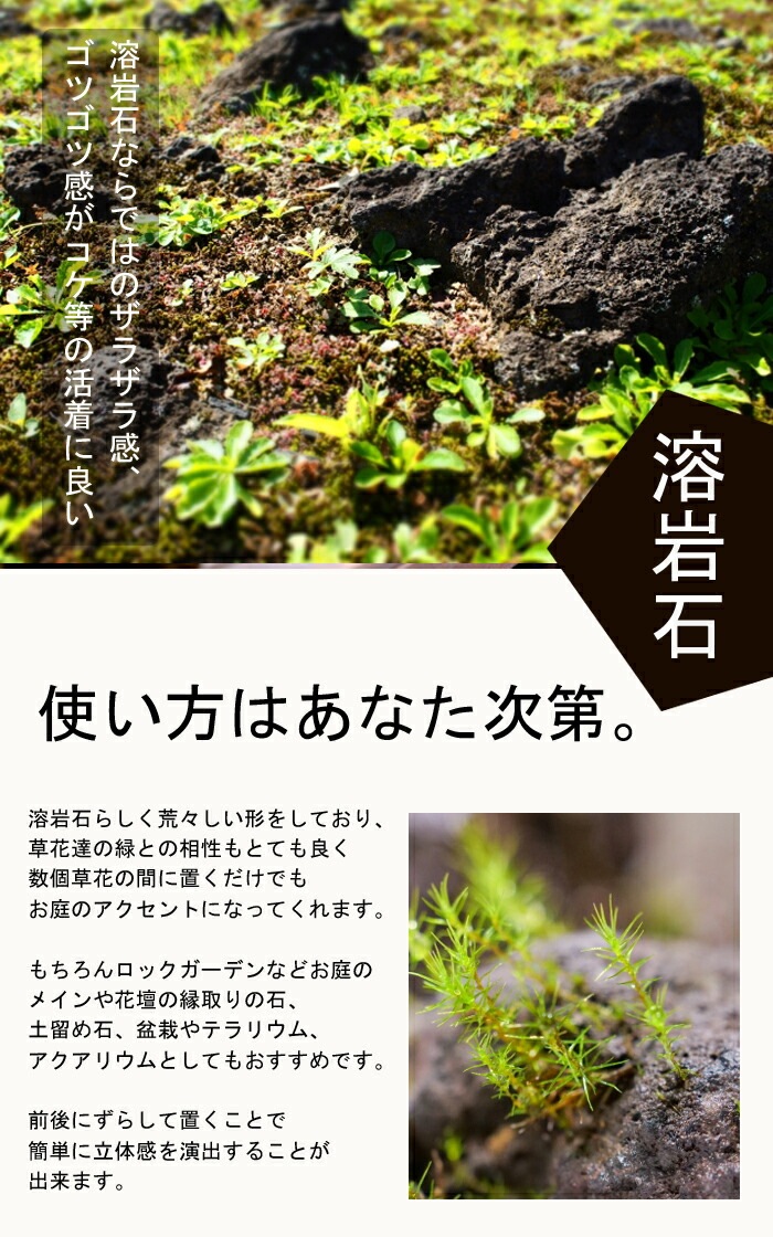 石材 】 溶岩石 アースカラー 1個 苔テラリウム 盆栽 テラリウム