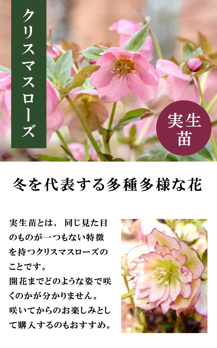 クリスマスローズ 苗 ダブルピンク 実生苗 9cm 八重咲き 実生 冬