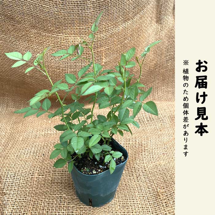 ミニバラ ゼブラ バラ 苗 ローズ 9cm 3号 育てやすい バラ苗 薔薇 rose