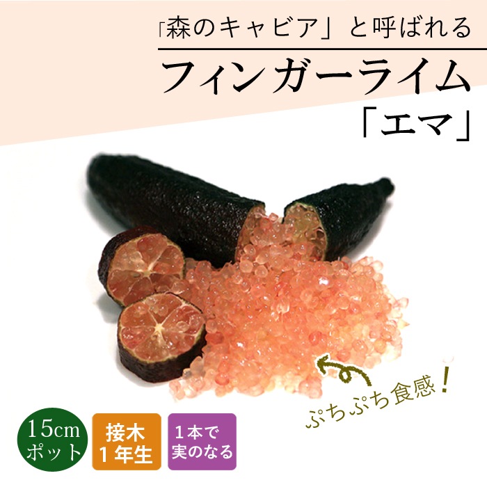 フィンガーライム 苗木 エマ 15cm鉢 柑橘 柑橘苗 自家結実性 接木