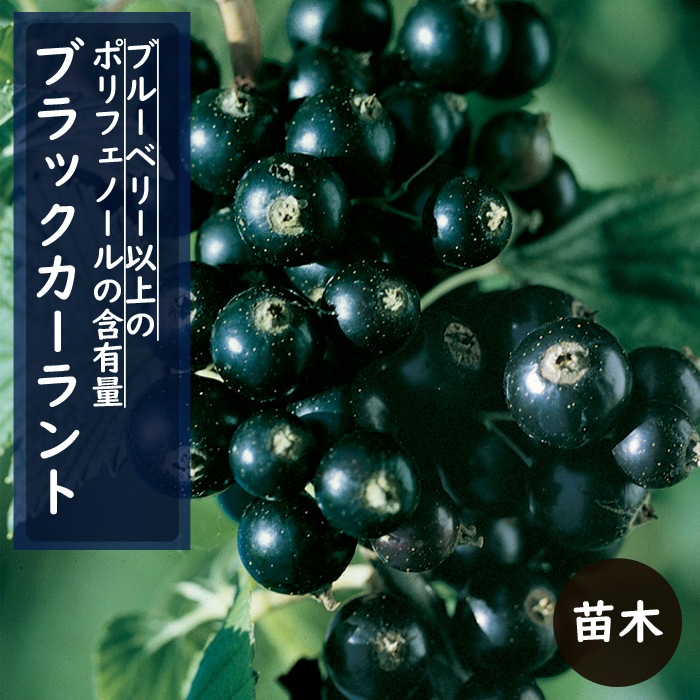 3_000000001113.jpg?1758689909