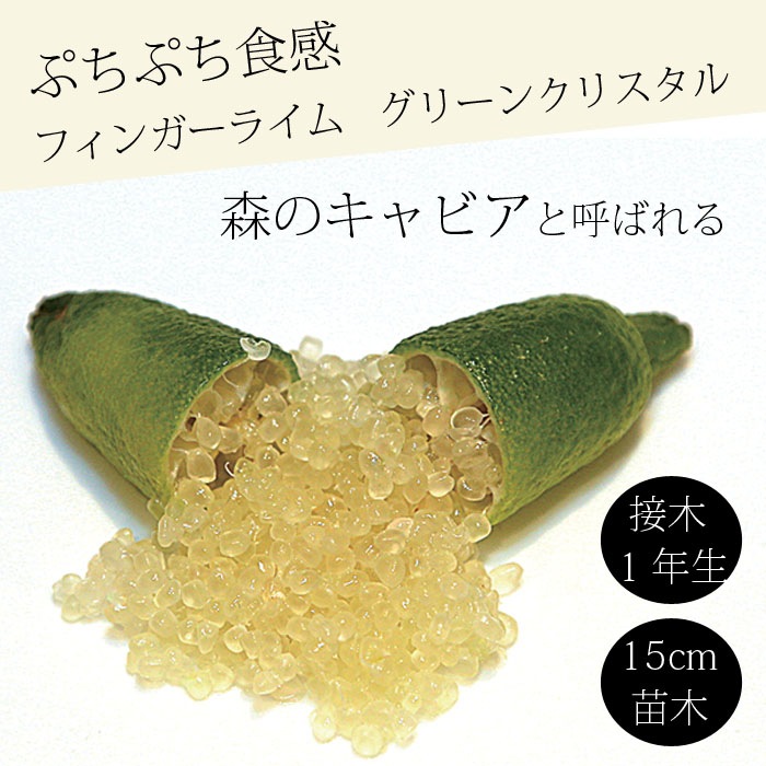フィンガーライム 苗木 グリーンクリスタル 15cm鉢 柑橘 柑橘苗 自家
