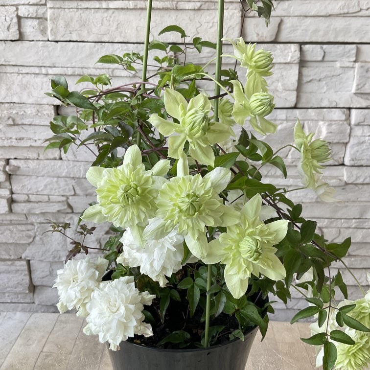 八重咲き クレマチス 5寸鉢 | 鉢花・花苗 | 橋本種苗園オンラインストア