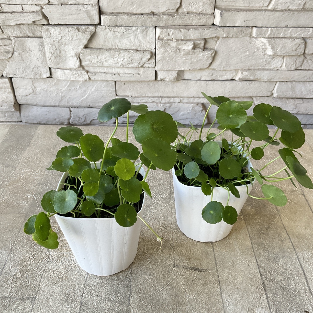 ウォーターマッシュルーム 3寸ポット | 鉢花・花苗 | 橋本種苗園