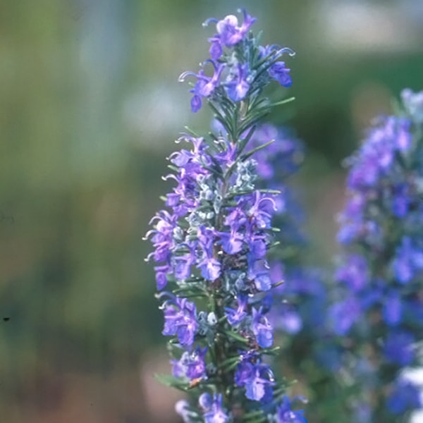 マリンブルー・ローズマリー(ポット苗) | 日野春ハーブガーデン