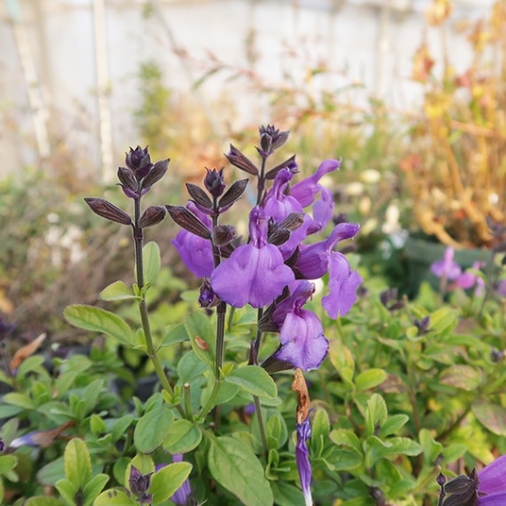 チェリーセイジ・アメジスト(ポット苗) | 日野春ハーブガーデン