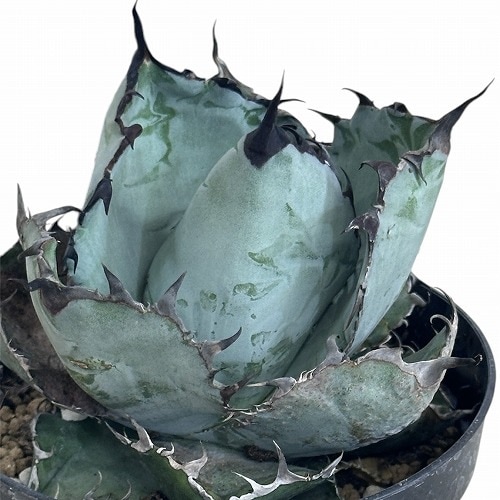 アガベ チタノタ ブラック&ブルー(ブラックアンドブルー) 3.5号