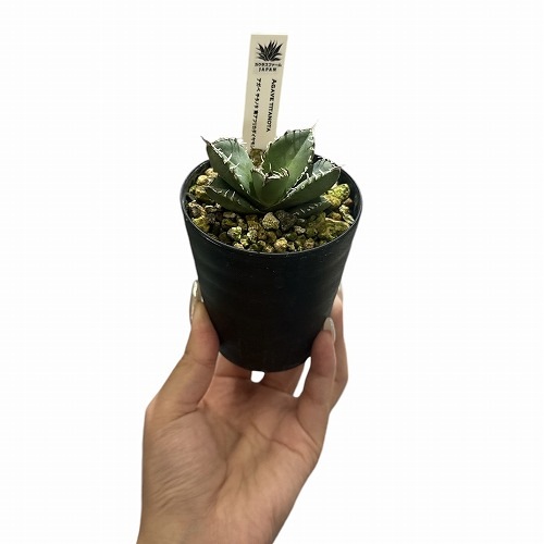 アガベ チタノタ 南アフリカ ダイヤモンド(SAD) 3号｜芳樹園オンライン