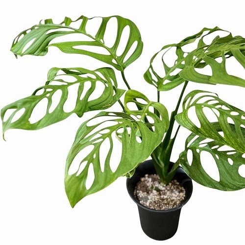 モンステラ エスケレート 5号ロング黒鉢｜芳樹園オンラインショップ