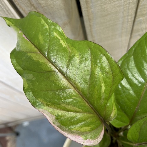 アンスリウム sp. ハイブリッド(斑入り) 4号 タイプA｜芳樹園