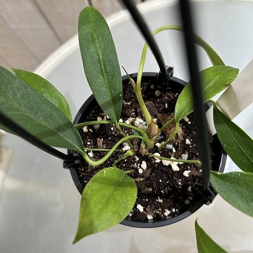 アンスリウム ウェンドリンゲリー 3.5号吊り鉢｜芳樹園オンラインショップ