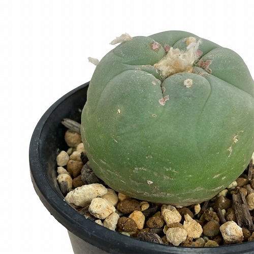 サボテン ロホホラ(ロフォフォラ) 翠冠玉 3号 個体おまかせ｜芳樹園