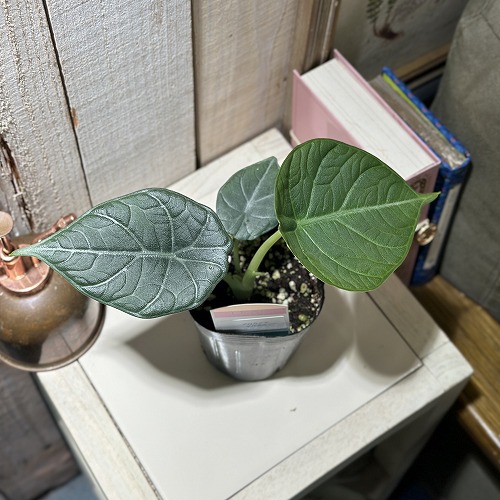 間伸び気味】アロカシア マハラニ 3号(個体おまかせ1鉢)｜芳樹園