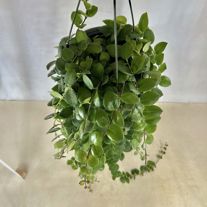 訳あり】【ロングタイプ】エスキナンサス タイピンク 5号吊り鉢(個体