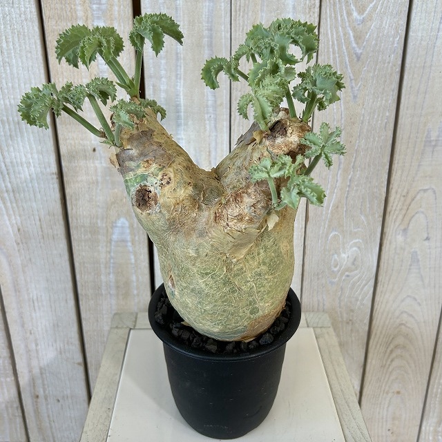 キフォステンマ マクロプス 5号鉢(現品)｜芳樹園オンラインショップ