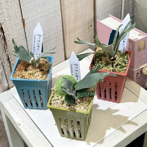 プラティセリウム ウィリンキー バクテリア スポア 3号カラフル鉢(個体