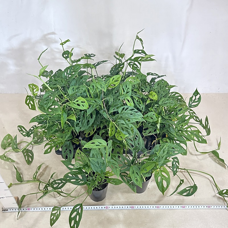 モンステラ アクミナータ 3号ロング鉢(個体おまかせ1鉢)｜芳樹園