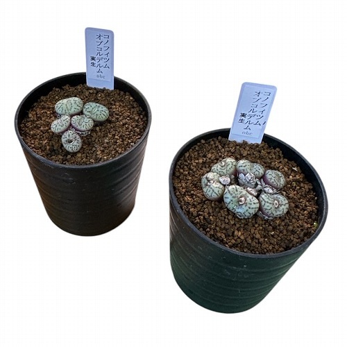 コノフィツム オブコルデルム 実生 2.5号(個体おまかせ1鉢)｜芳樹園