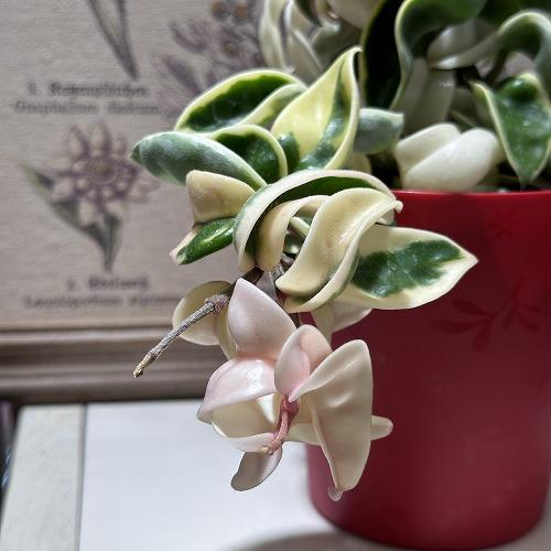 ホヤ(サクララン) コンパクタ 斑入り 3.5号(個体おまかせ1鉢)｜芳樹園