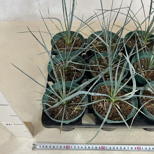 ユッカ ロストラータ 4号スリット鉢(個体おまかせ1鉢)｜芳樹園