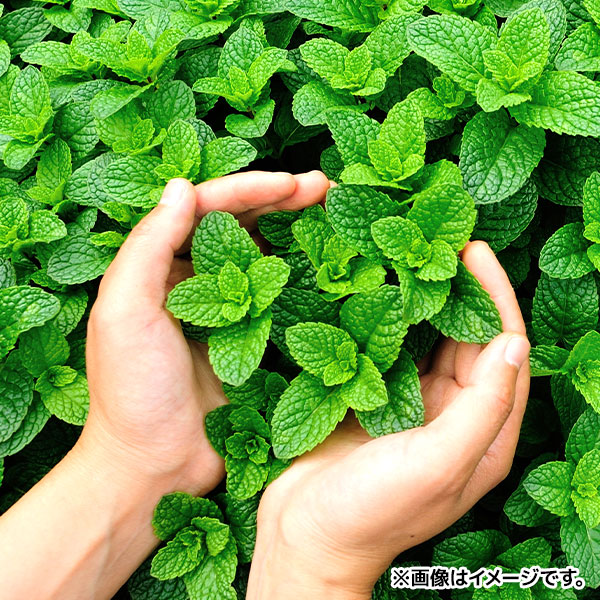 ひんやりハッカ油30ml クールダウン スプレータイプ シマエナガ