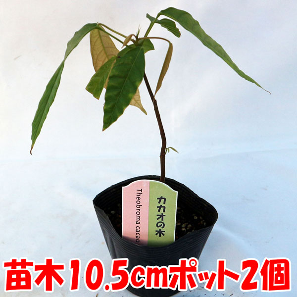 カカオの木の苗木 10.5cmポット苗 お買い得2個セット」耐寒性は無く
