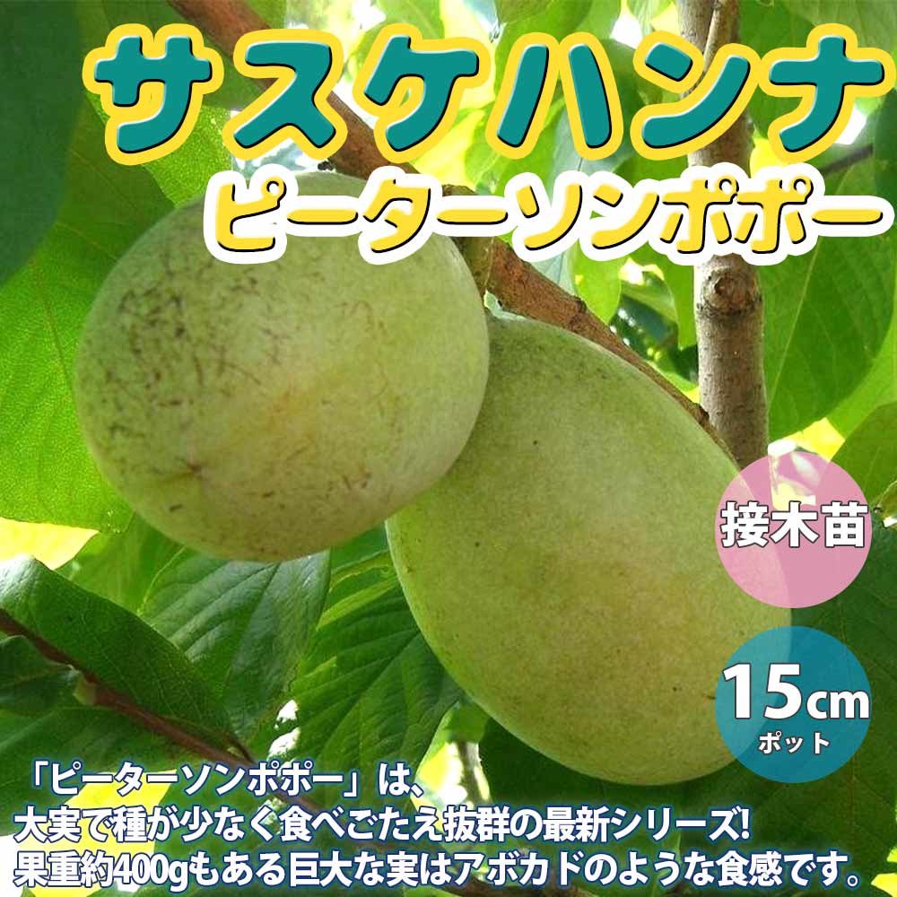 ポポー｜【植物のITANSE】全品送料無料・即出荷!