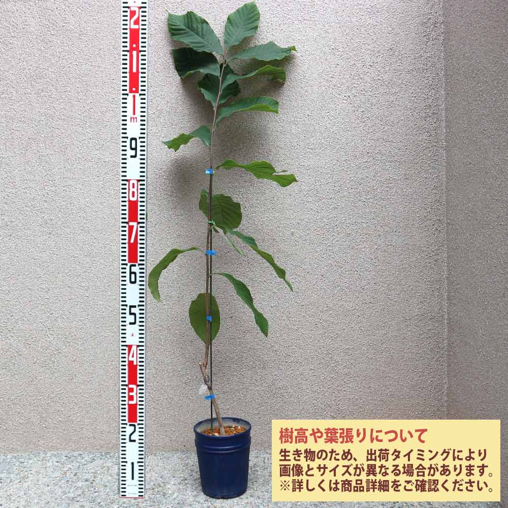 ポポー 品種：ミッチェル【果樹苗 2年生 接木苗 5号鉢／1個】｜ 【植物