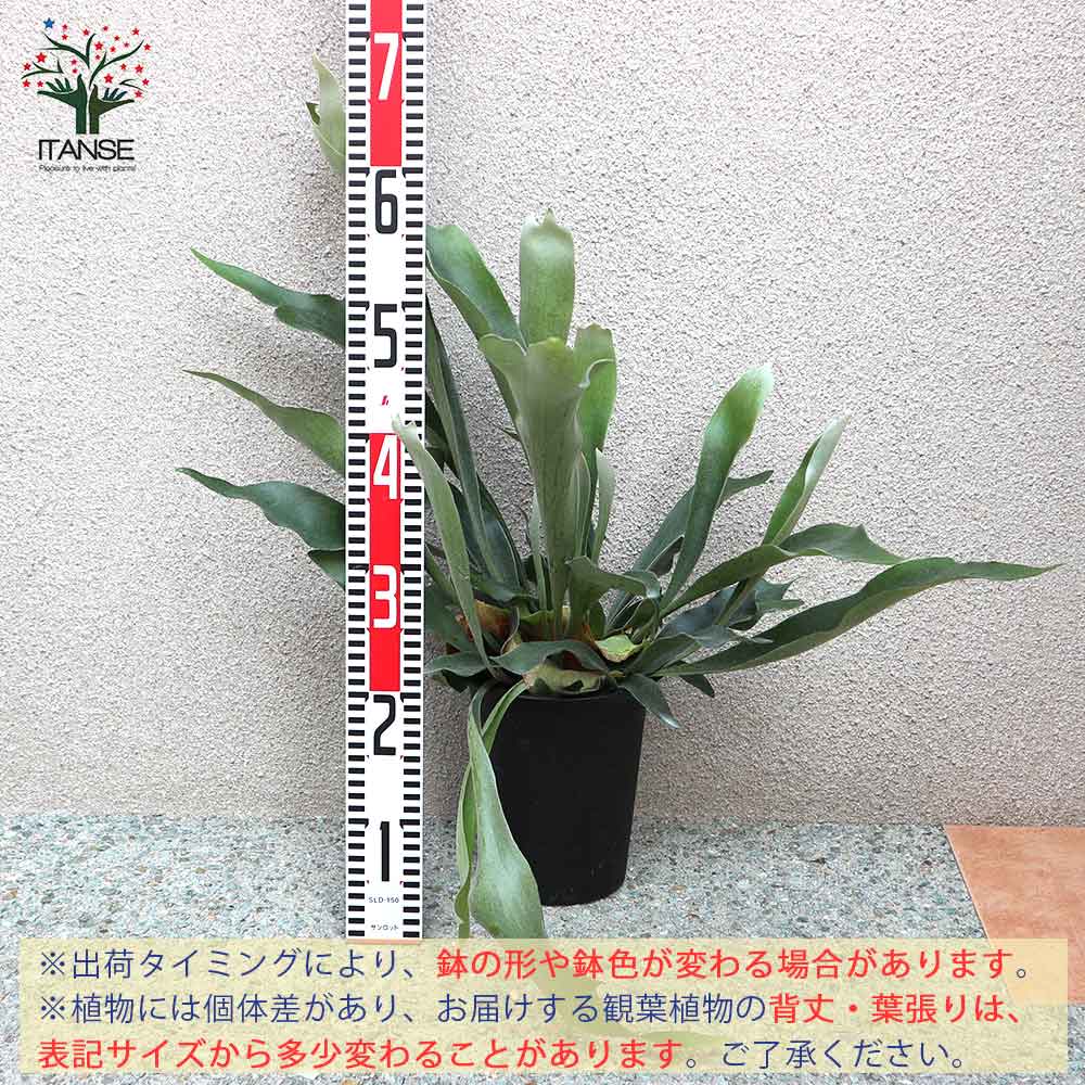 ビカクシダ・ビフルカツム・ネザーランド【観葉植物 中型 6号