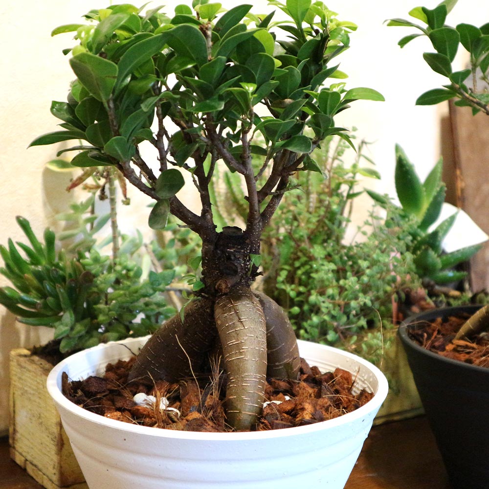 ガジュマル【中型 観葉植物 7号浅鉢／1個】｜ 【植物のITANSE