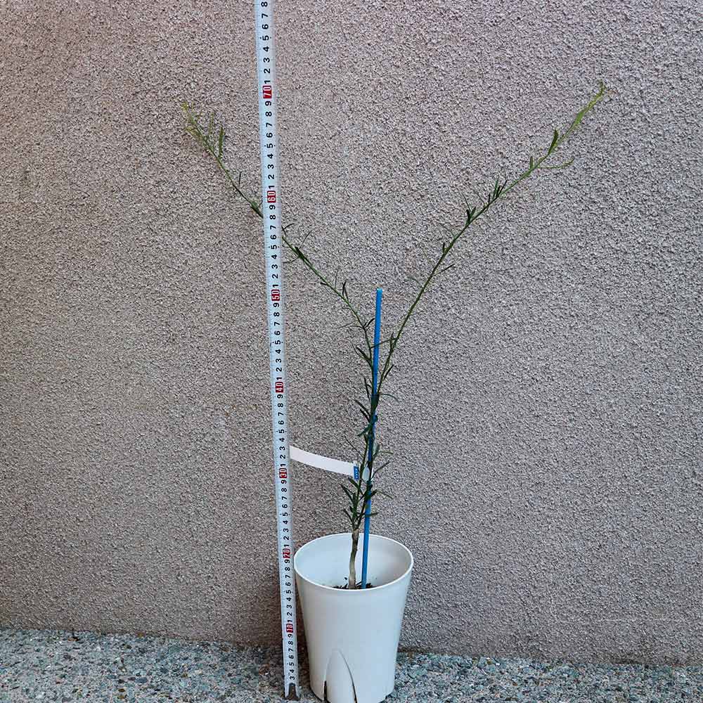 フィンガーライム デザートライム【果樹苗 12cmポット接木苗／1個