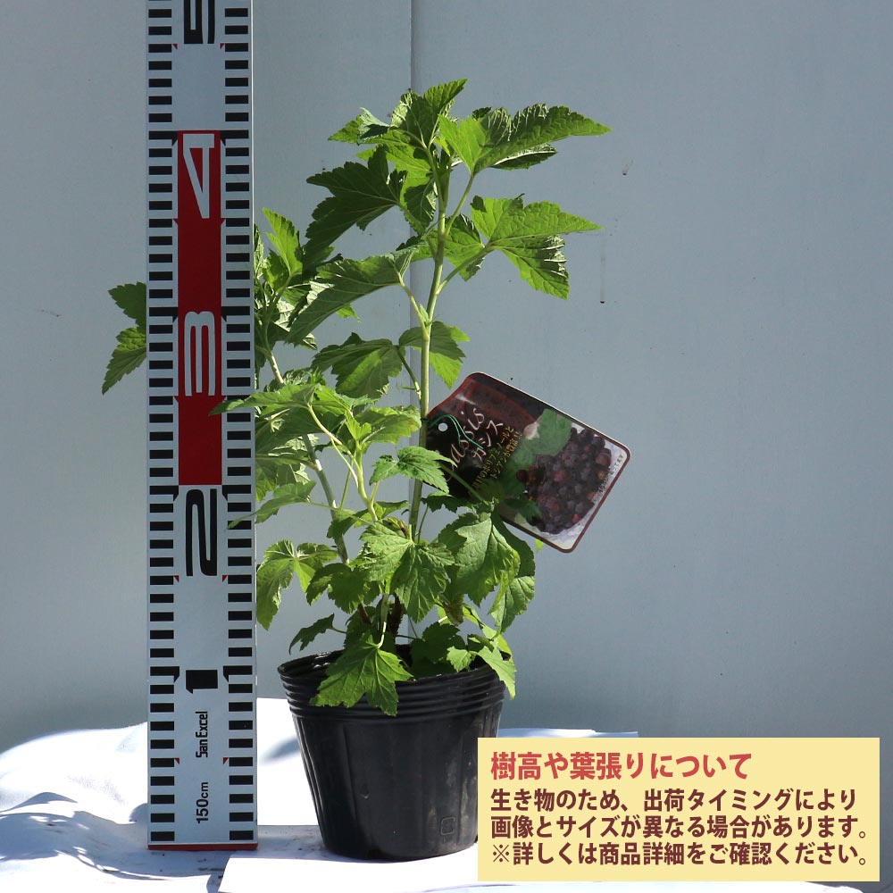 カシスの苗木 ブラックカーラント【果樹苗 2年生 挿木苗12cmポット／1