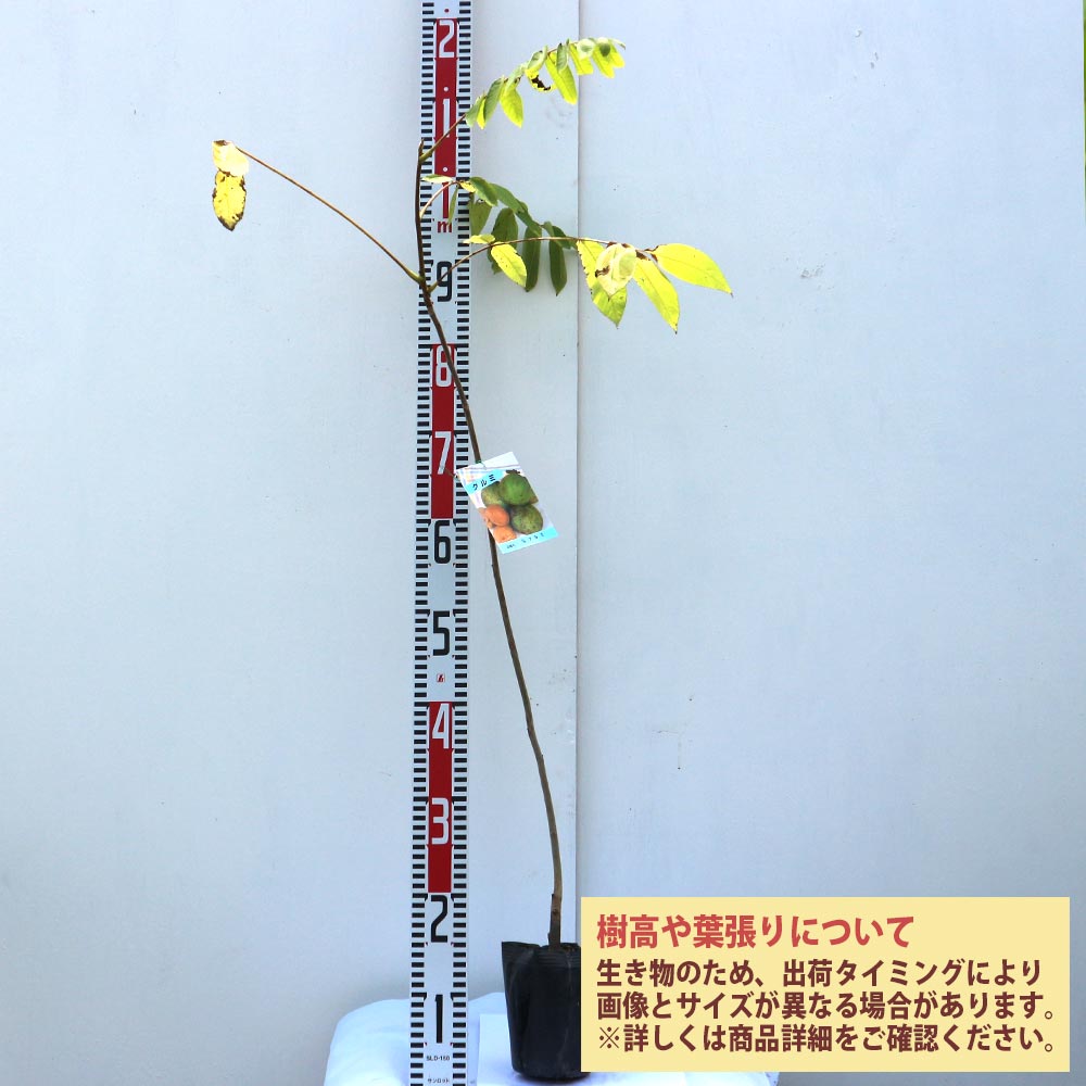 くるみの苗木 オニグルミ【果樹苗 2年生 実生苗12cmポット／1個