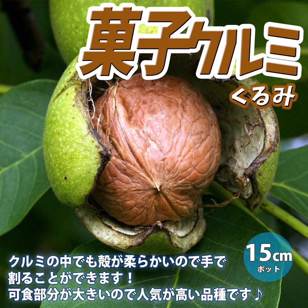 くるみの苗木 菓子クルミ【果樹苗 2年生 実生苗15cmポット／1個